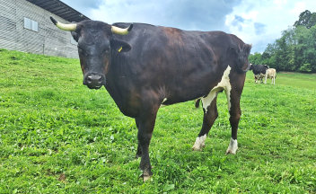 Holstein / Limousin