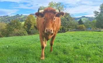 Red Holstein / Limousin