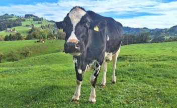 Mama von Nemo Jr. - Holstein
