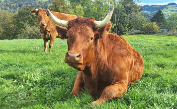 Kalb von Selma - Holstein / Limousin