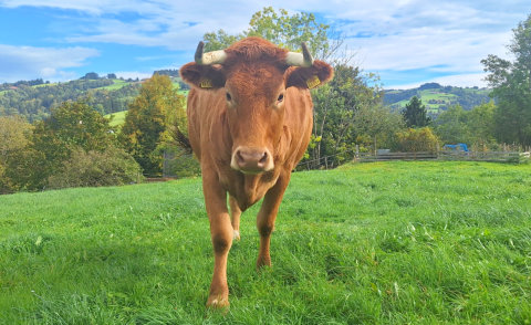 Red Holstein / Limousin